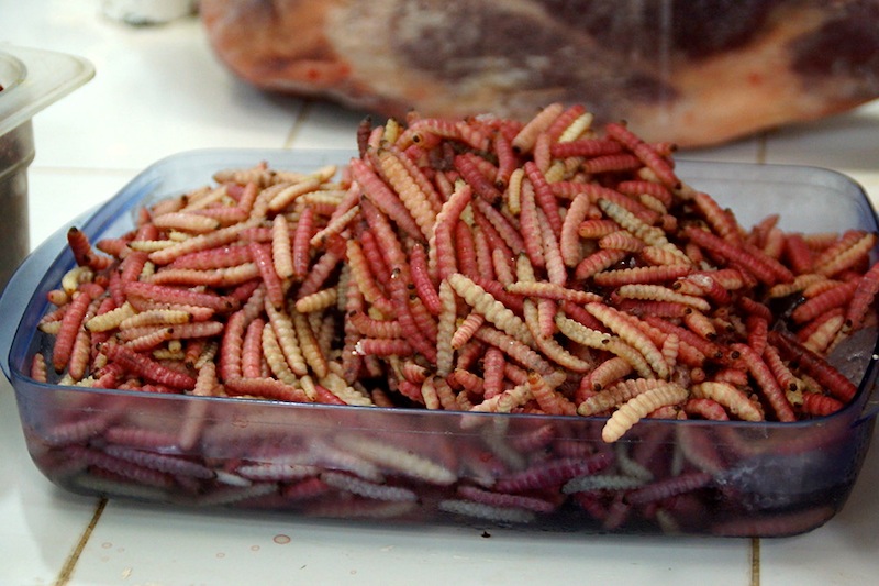 Eating insects at San Juan Market