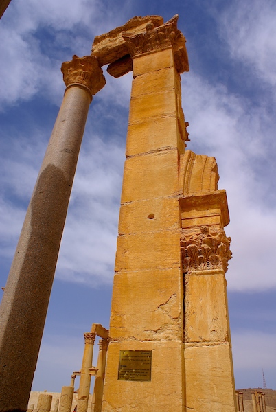 SONY DSC Mourning Palmyra